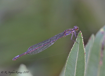 Enallagma cardenium, female